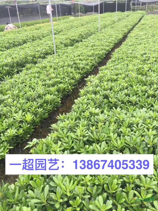 海桐 海桐小苗 海桐小杯苗 海桐球 精品海桐批發