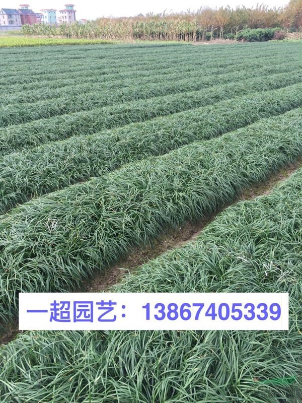书带草 书带草基地