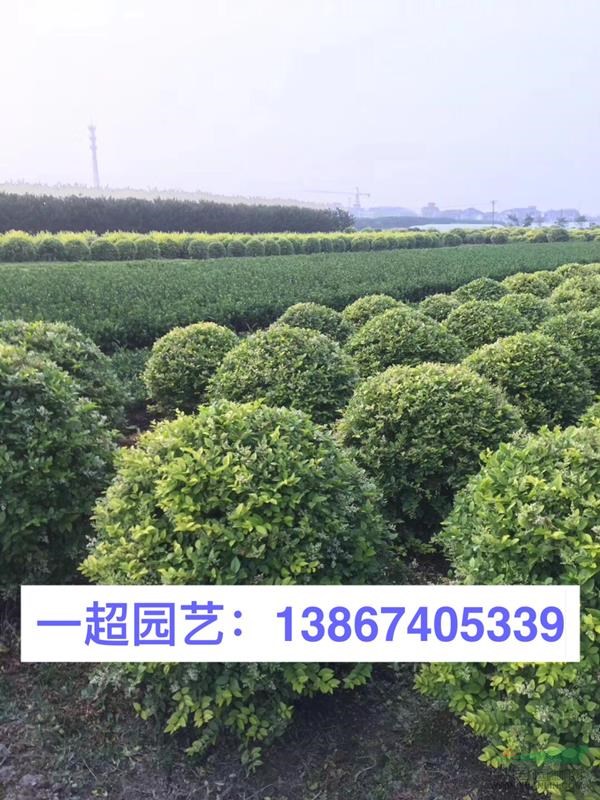 金叶女贞球 精品金叶女贞球基地批发