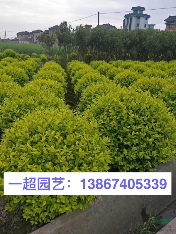 金叶女贞球 精品金叶女贞球基地批发