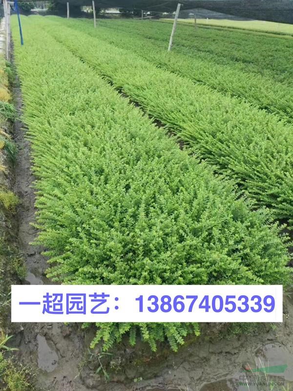 亮绿忍冬 匍枝亮绿忍冬 亮绿忍冬价格