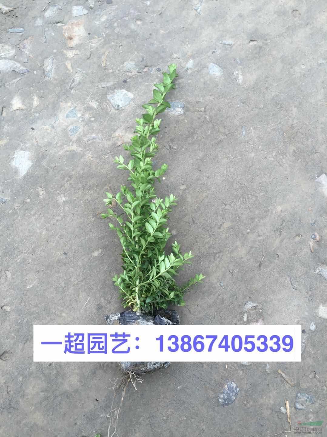 亮绿忍冬 匍枝亮绿忍冬 亮绿忍冬价格