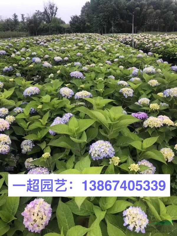 无尽夏 无尽夏盆栽 小杯苗 大杯苗 加仑杯 无尽夏价格