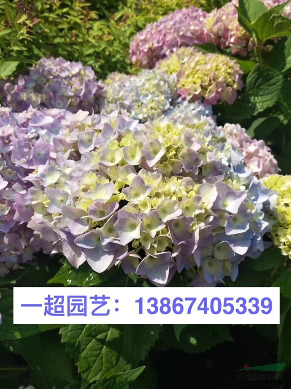 无尽夏 无尽夏盆栽 小杯苗 大杯苗 加仑杯 无尽夏价格