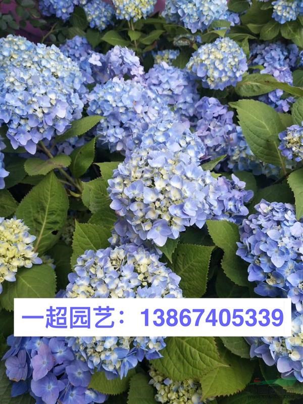 无尽夏 无尽夏盆栽 小杯苗 大杯苗 加仑杯 无尽夏价格