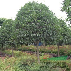 成都桂花苗木供應 貴州苗木供應 桂花