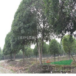 成都桂花苗木供應 貴州苗木供應 桂花
