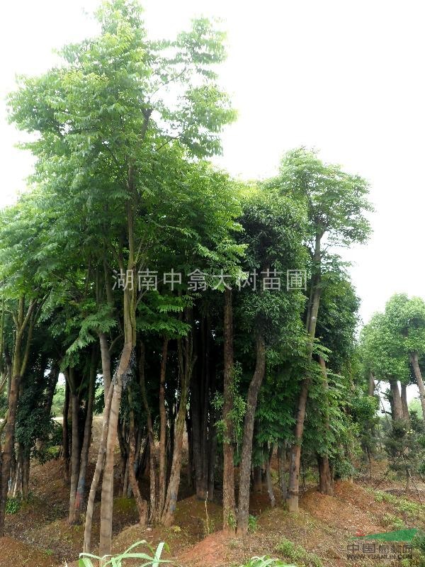 各規(guī)格移植樸樹