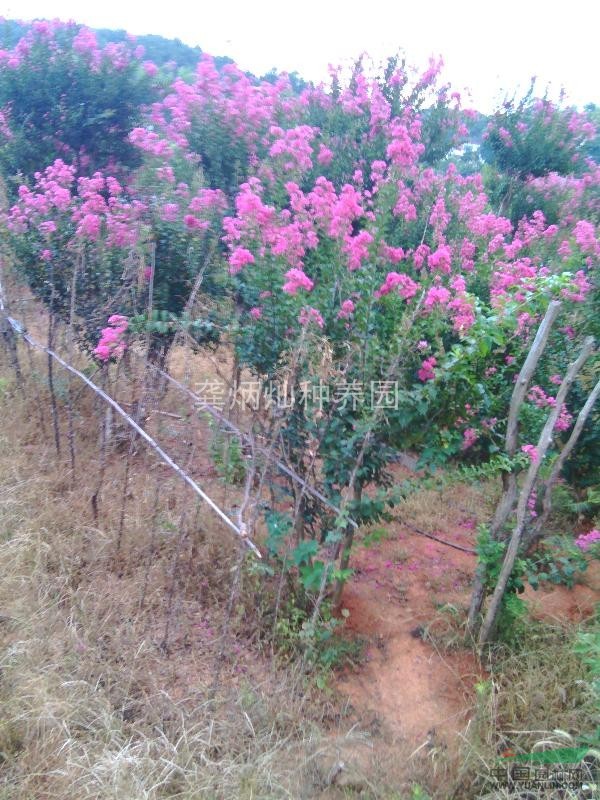 長沙岳麓區(qū)桂花紫薇