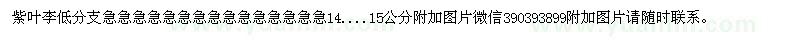 求購低分支14、15公分紫葉李