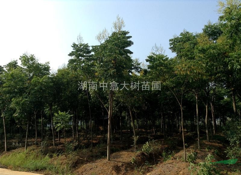 移植定桿欒樹