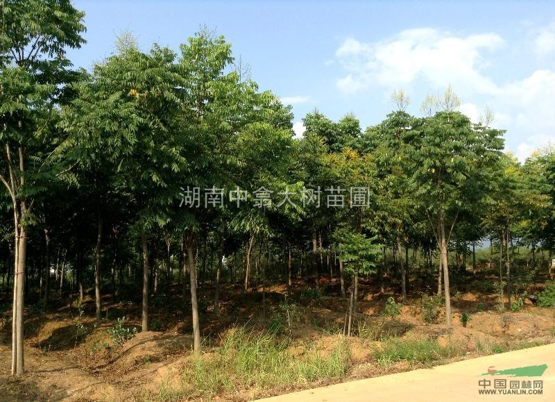 移植定桿欒樹