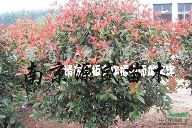 紅葉石楠報(bào)價(jià)/江蘇紅葉石楠報(bào)價(jià)