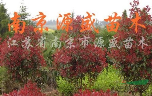 紅葉石楠報(bào)價(jià)/江蘇紅葉石楠報(bào)價(jià)