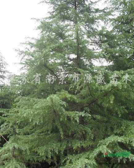 雪松3報(bào)價(jià)/江蘇雪松3報(bào)價(jià)