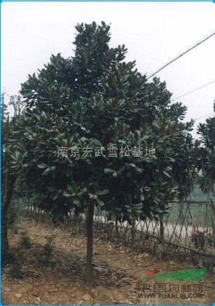 南京廣玉蘭價格、白玉蘭苗木批發(fā)