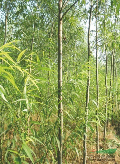 江蘇竹柳3公分價格7元每棵