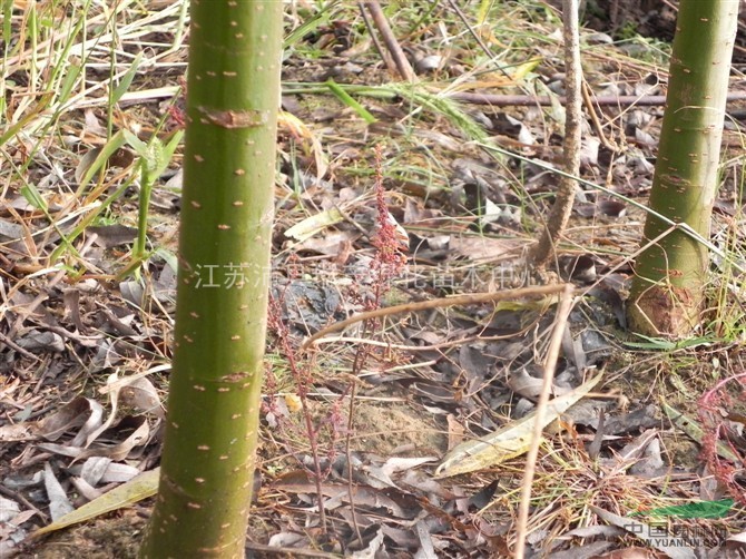 江蘇竹柳3公分價格7元每棵