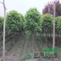 桂花  成都桂花  桂花苗木供應(yīng)一年生桂花苗木