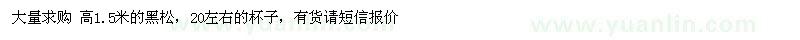 求購高1.5米黑松