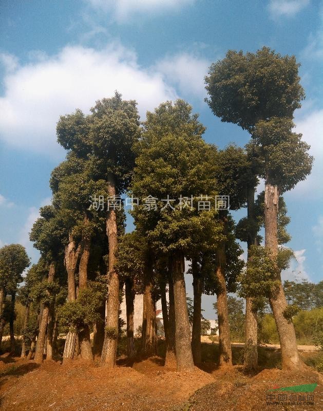 各規(guī)格精品香樟