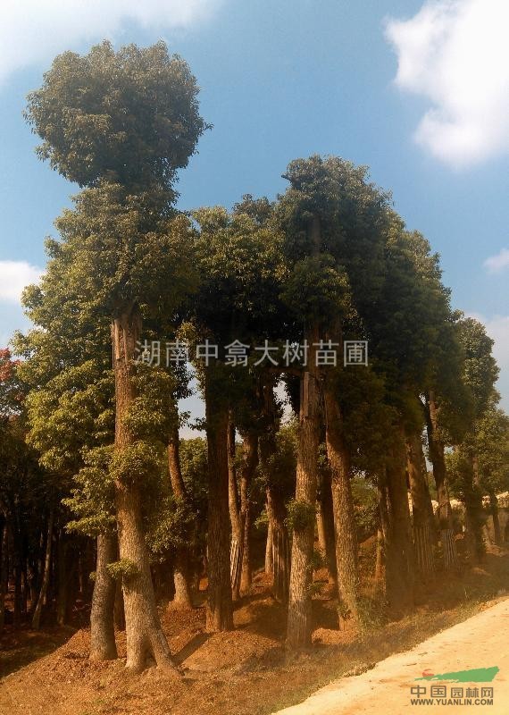 各規(guī)格精品香樟