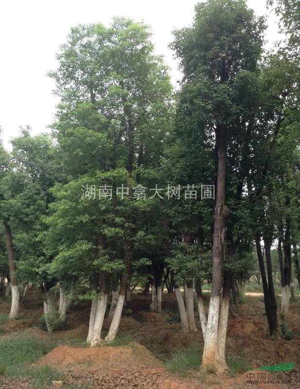 精品多頭香樟