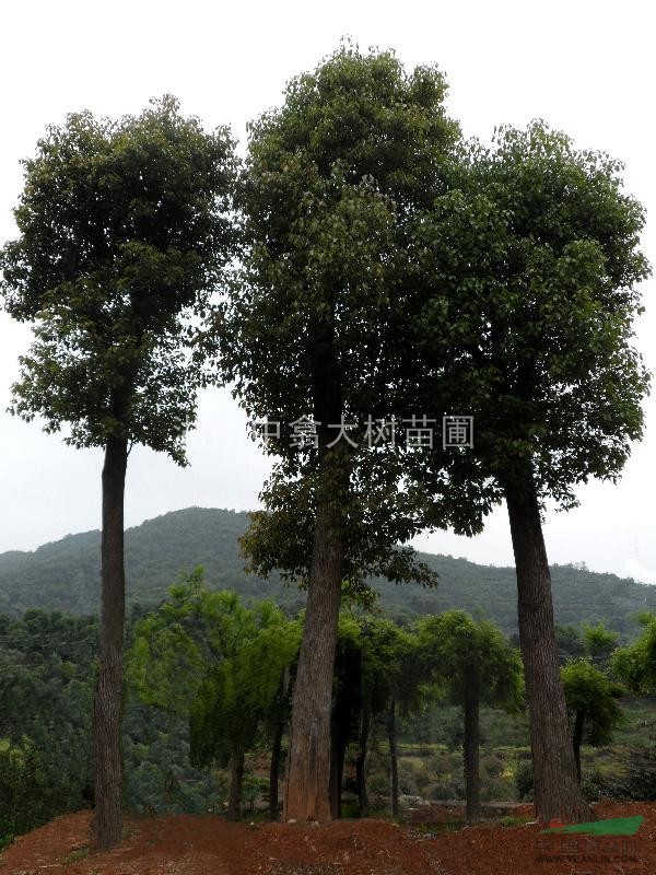 移植骨架香樟