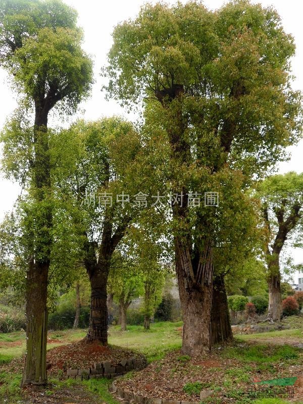 移植骨架香樟