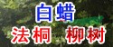 7公分原生國槐價(jià)格