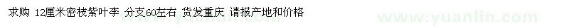 求購12公分密枝紫葉李