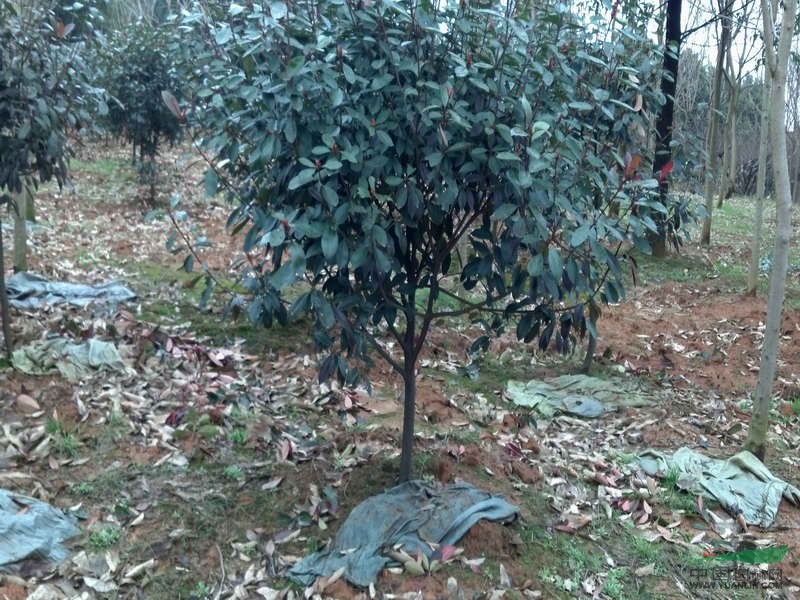 浙江紅葉石楠1最新報(bào)價(jià)/紅葉石楠1圖片