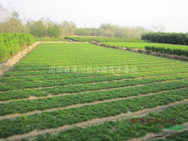 農(nóng)戶直銷濕地松、優(yōu)質(zhì)黑松、優(yōu)質(zhì)油松，低價供應(yīng)松樹小苗