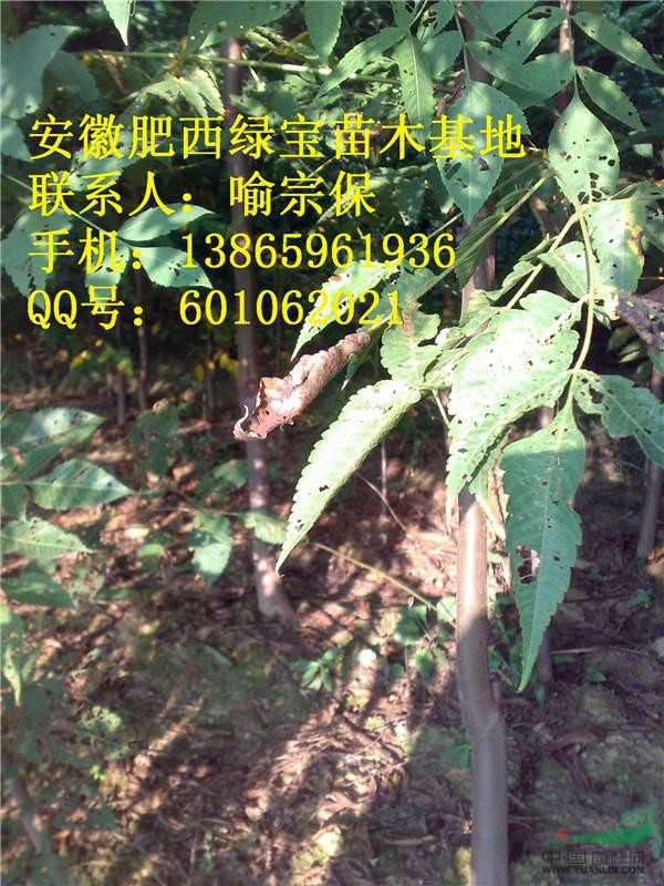 供應(yīng)米徑1-4公分欒樹(shù)|精品黃山欒樹(shù)1-4公分2--35元