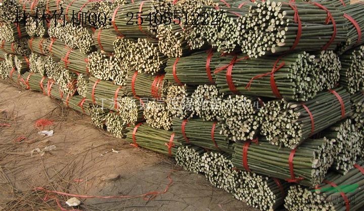 美國竹柳種植基地  竹柳繁育基地  竹柳種條供應(yīng)商