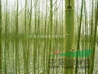 美國竹柳種植基地  竹柳繁育基地  竹柳種條供應(yīng)商