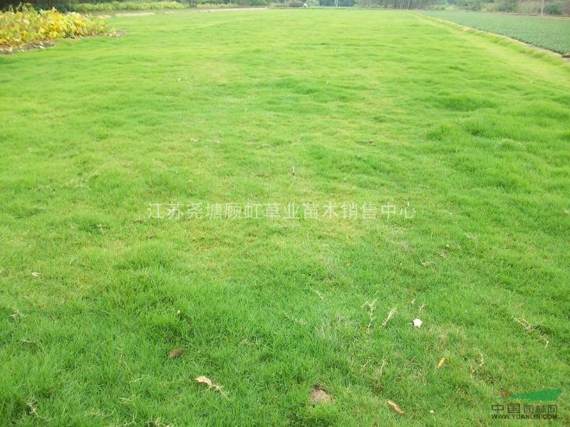 供應(yīng)百慕大各種草坪及花木
