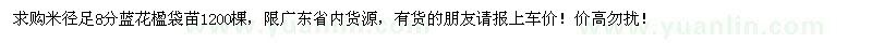 求購(gòu)米徑8公分藍(lán)花楹袋苗