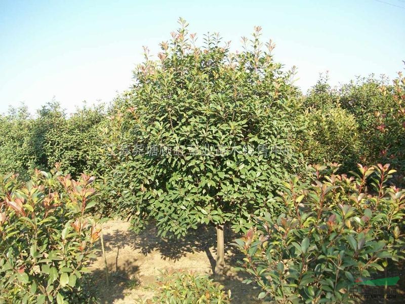 長(zhǎng)期供應(yīng)紅葉石楠球