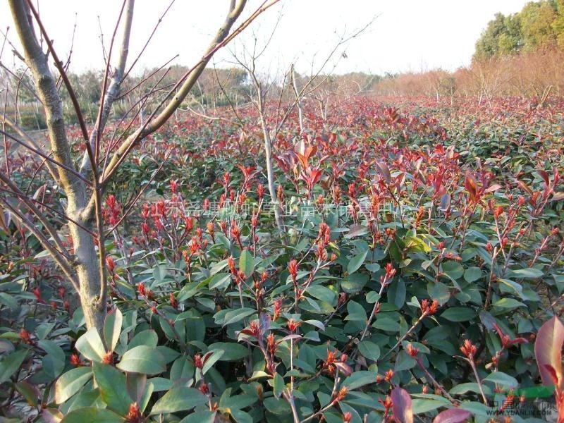 長(zhǎng)期供應(yīng)紅葉石楠球