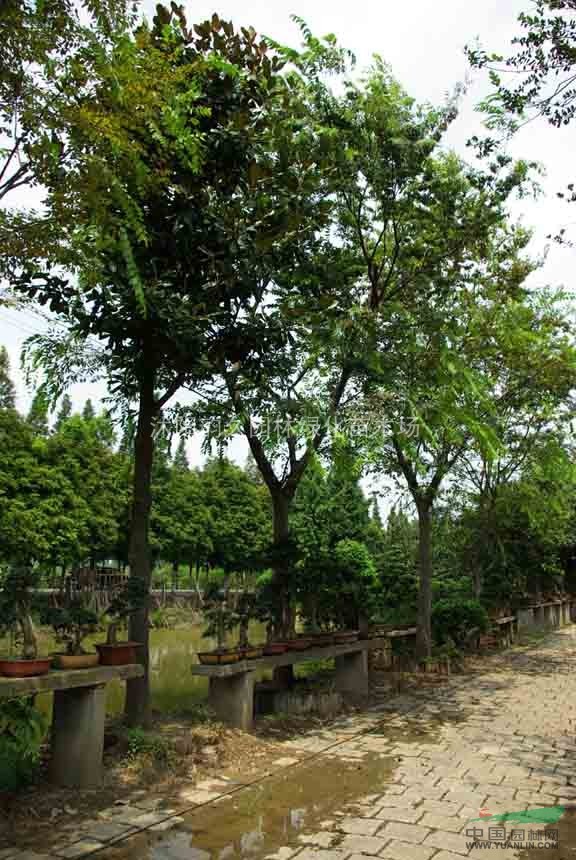 榔榆树.芦荟等3000品种大量低价供应