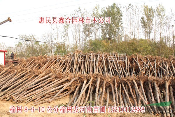 太原苗木：太原苗木供應(yīng)商白蠟、國(guó)槐、榆樹(shù)、柳樹(shù)