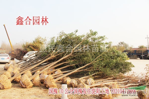 太原苗木：太原苗木供應(yīng)商白蠟、國(guó)槐、榆樹(shù)、柳樹(shù)