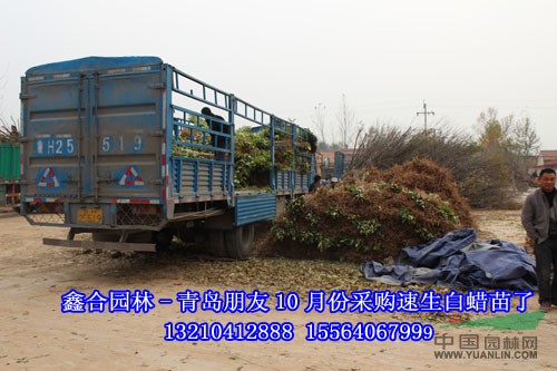 河南白蠟：專供河南白蠟苗、速生白蠟苗、速生國槐苗
