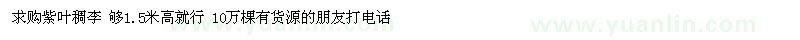 求購高1.5米紫葉稠李