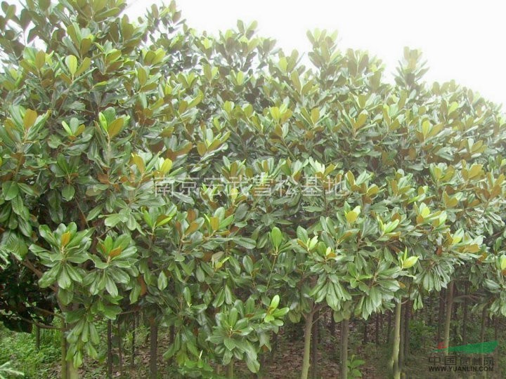 南京紅玉蘭基地 5公分紅玉蘭價(jià)格