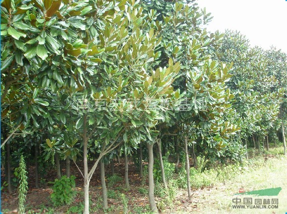 南京紅玉蘭基地 5公分紅玉蘭價(jià)格
