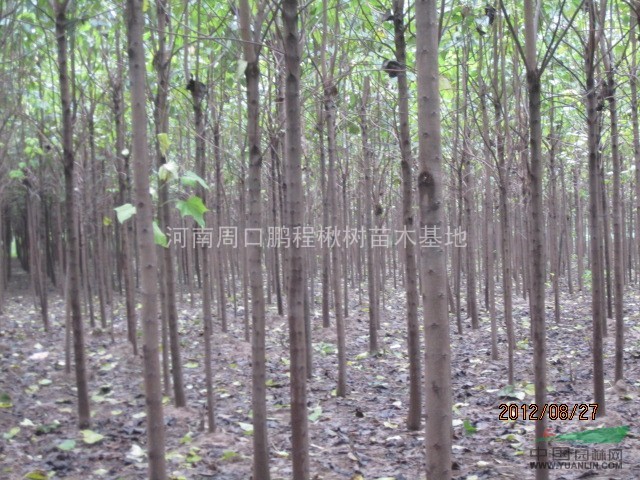 楸樹價格、速生楸樹、河南楸樹、楸樹繁育基地