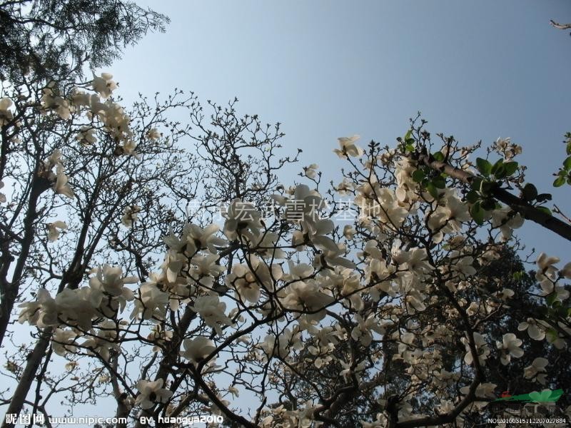 白玉蘭價(jià)格，南京供應(yīng)白玉蘭
