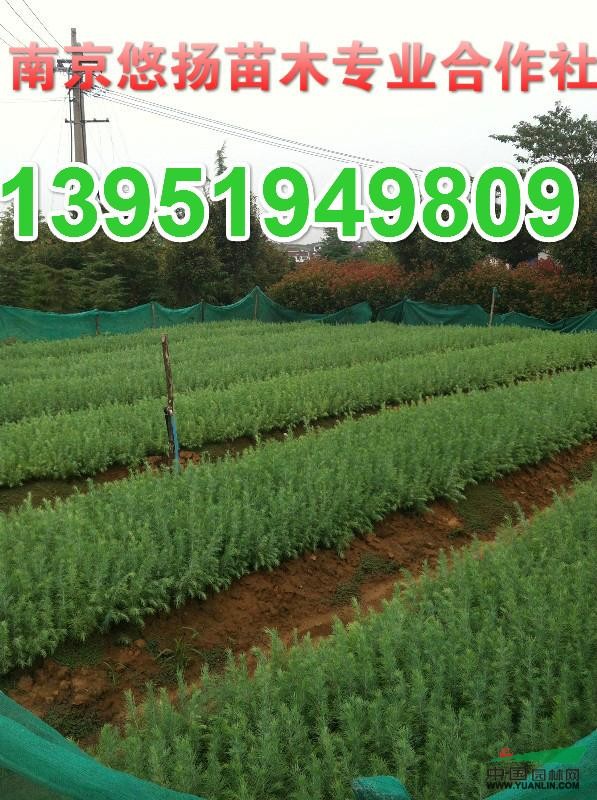 南京雪松小種苗上市了咯，秋季雪松小苗,廣玉蘭小苗，白玉蘭小苗